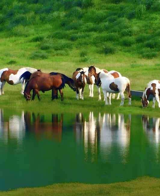 From Fukuoka: Mount Aso, Kurokawa Onsen, and Shrine Tour - From Fukuoka: Mount Aso, Kurokawa Onsen, and Shrine Tour Review