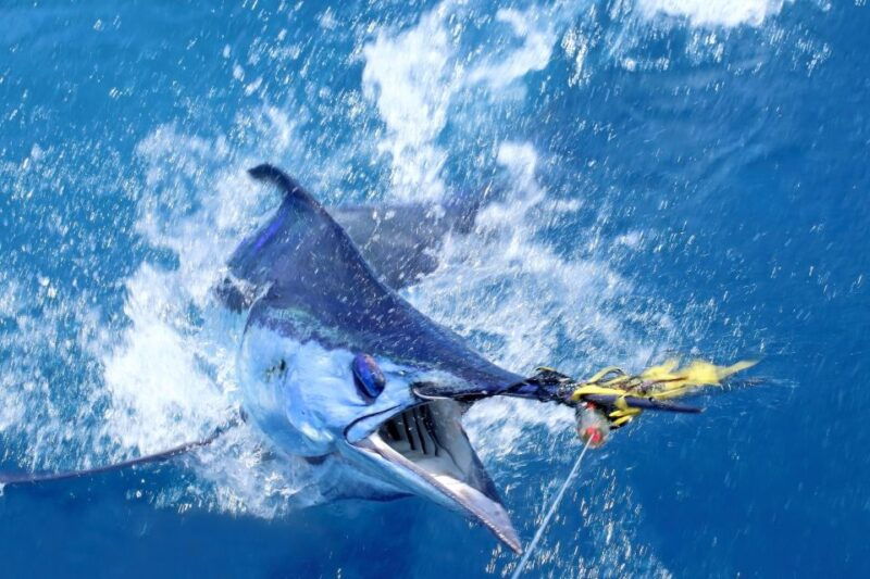 from-funchal-big-game-fishing-boat-trip