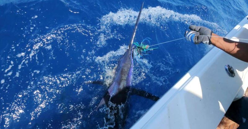 from-funchal-big-game-fishing-boat-trip