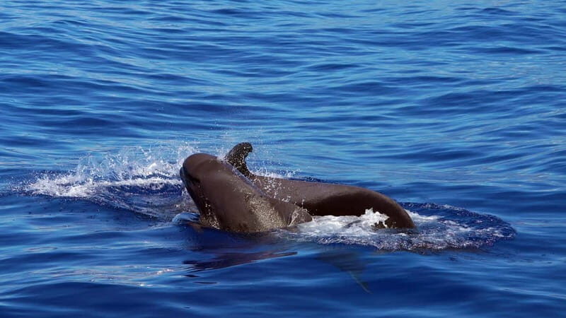 From Funchal: Ecological Catamaran Dolphin Whale Watching - An In-Depth Look at the Ecological Catamaran Tour