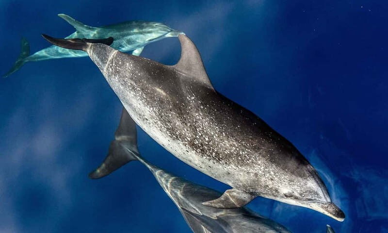 From Funchal: Ecological Catamaran Dolphin Whale Watching - The Bottom Line