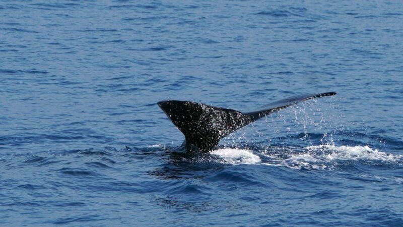 from-funchal-ecological-catamaran-dolphin-whale-watching