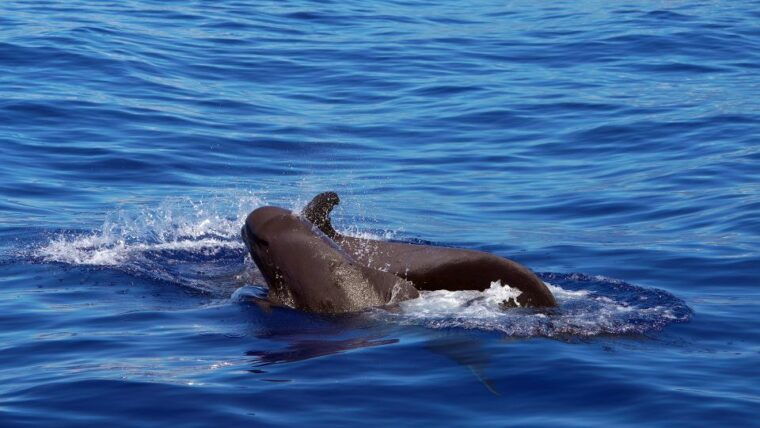 from-funchal-ecological-catamaran-dolphin-whale-watching
