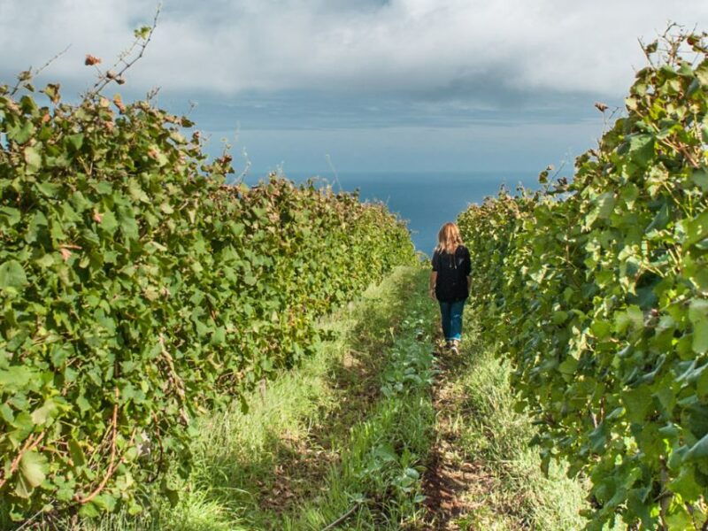 from-funchal-full-day-madeira-wine-tour-with-lunch