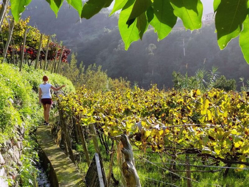 from-funchal-full-day-madeira-wine-tour-with-lunch