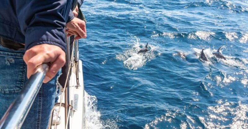 from-funchal-madeira-dolphin-and-whale-watching-tour