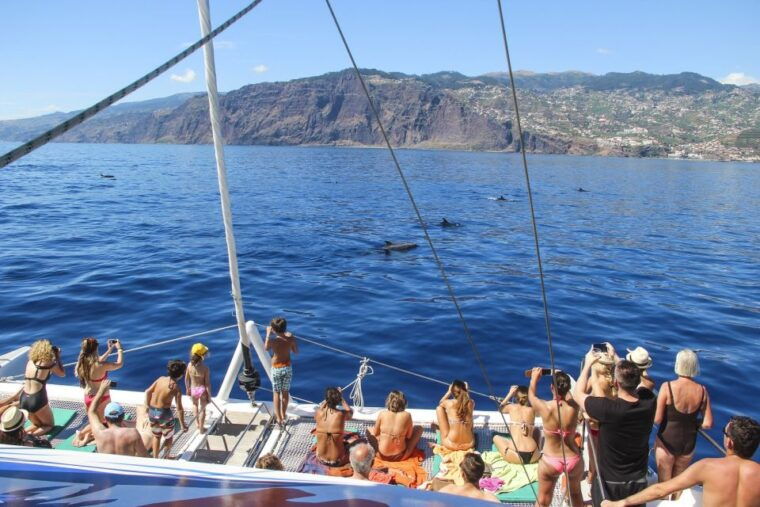 from-funchal-madeira-dolphin-and-whale-watching-tour