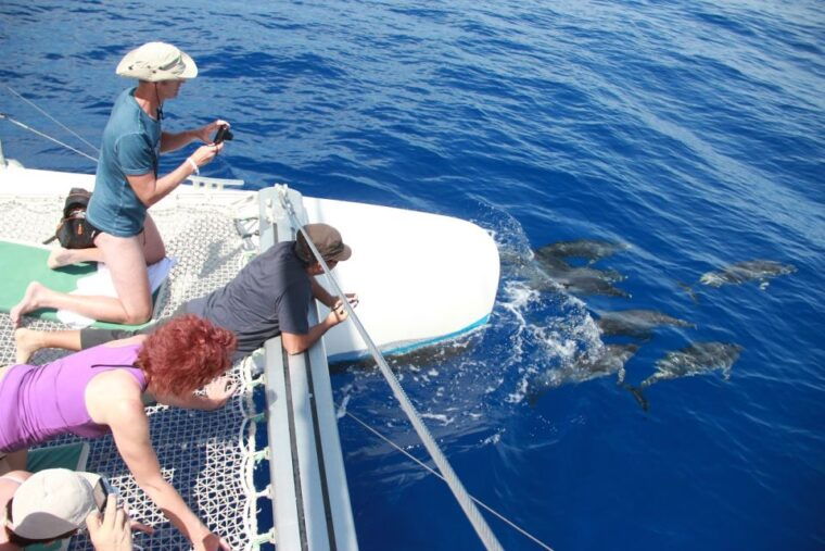 from-funchal-madeira-dolphin-and-whale-watching-tour