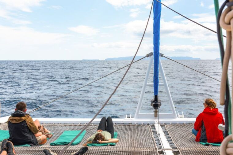 from-funchal-madeira-dolphin-and-whale-watching-tour