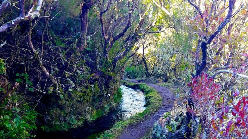 from-funchal-madeira-lakes-levada-guided-hike