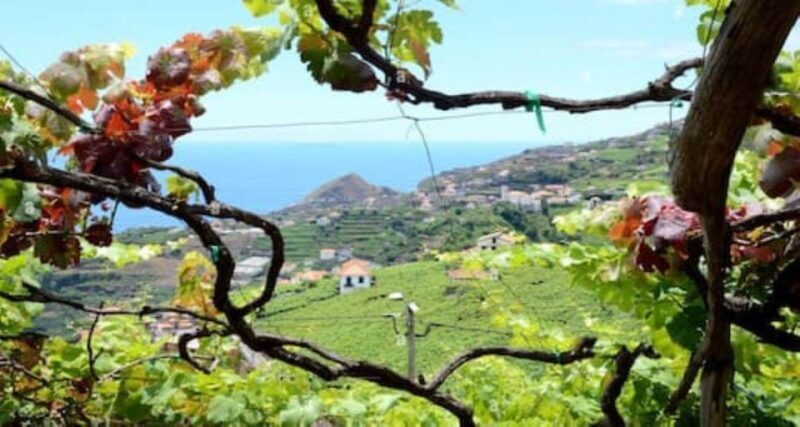 From Funchal: Madeira Wine Tour, Cable Car & Typical Lunch - Who will love this tour?  