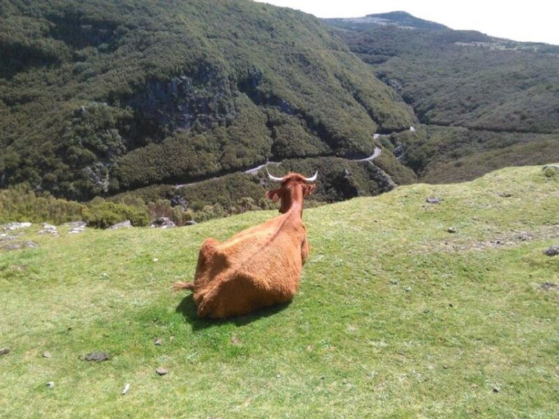 from-funchal-west-madeira-and-laurel-forest-day-trip