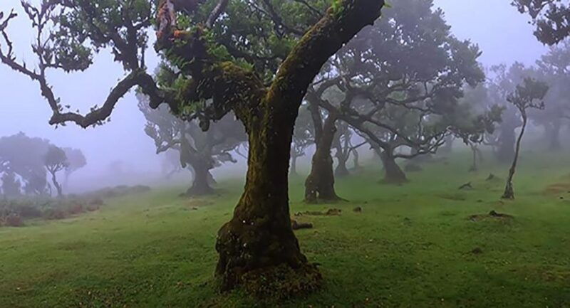 from-funchal-west-madeira-waterfalls-and-fanal-forest-tour