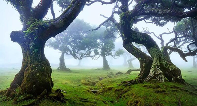 from-funchal-west-madeira-waterfalls-and-fanal-forest-tour