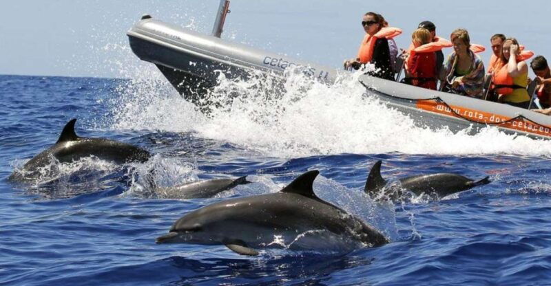 from-funchal-whale-and-dolphin-watching