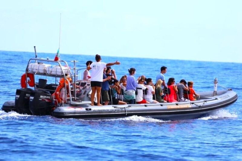 from-funchal-whale-and-dolphin-watching