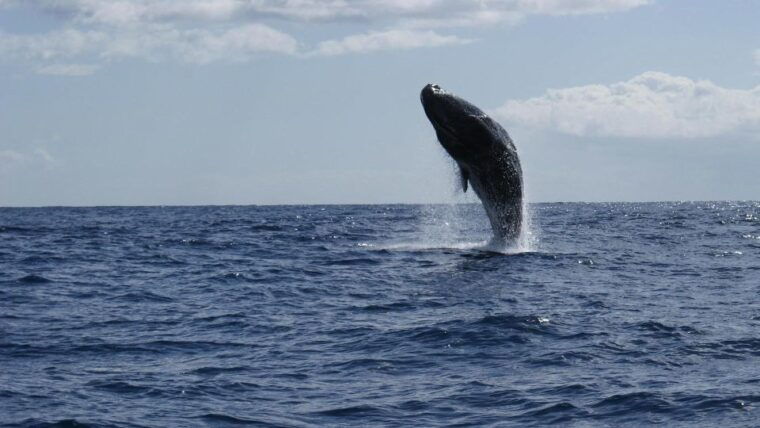 from-funchal-whale-and-dolphin-watching