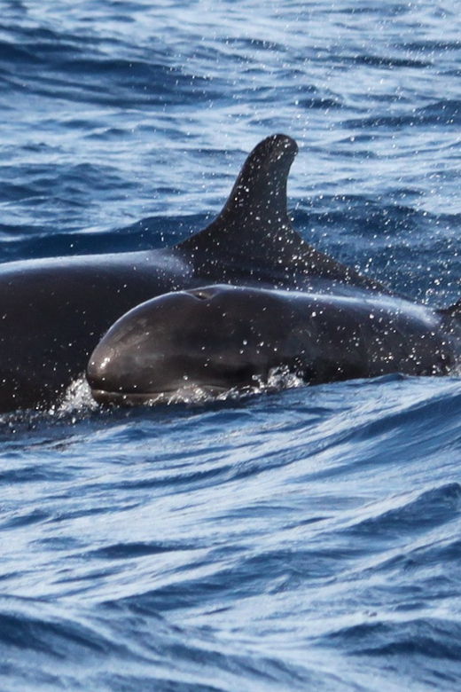from-funchal-whales-and-dolphin-adventure-tour