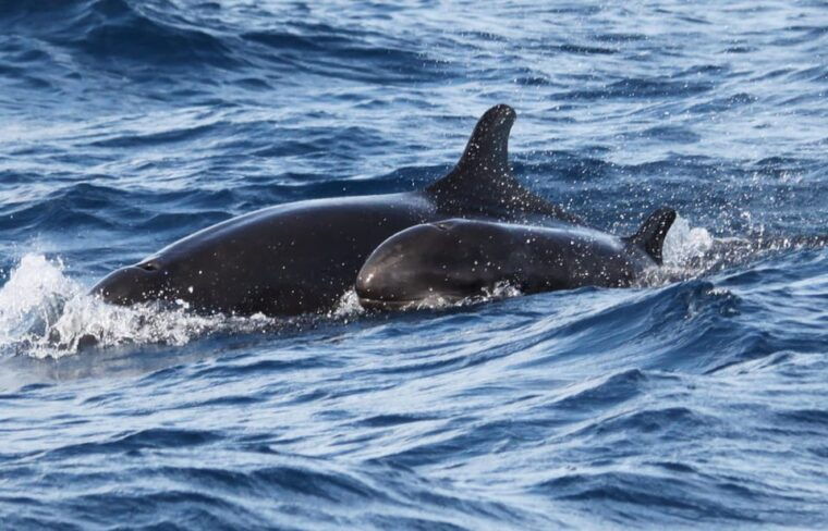 from-funchal-whales-and-dolphin-adventure-tour