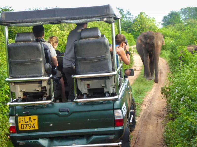 From Galle: All Inclusive Half Day Safari in Yala -Private - Exploring the Yala Safari Experience from Galle: What You Need to Know