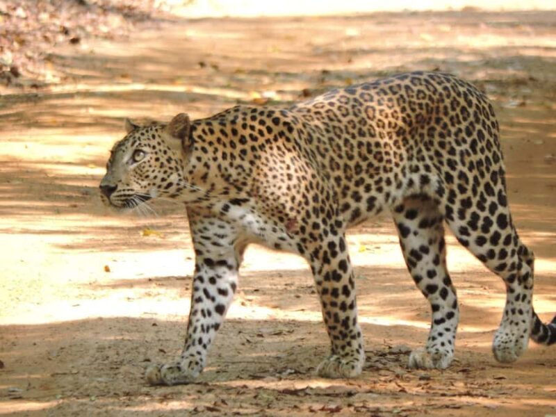 From Galle: All Inclusive Half Day Safari in Yala -Private - The Value of This Tour