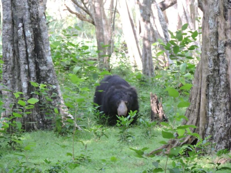 From Galle: All Inclusive Half Day Safari in Yala -Private - FAQs