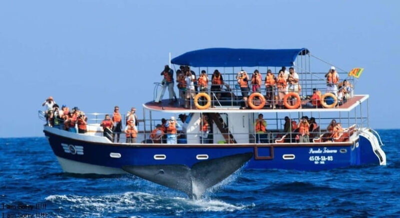 From Galle: All Inclusive Whales & Dolphin Watching Tour - Key Points
