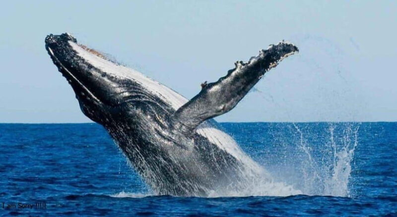 From Galle: All Inclusive Whales & Dolphin Watching Tour - Exploring the Details of the Whales & Dolphins Watching Tour