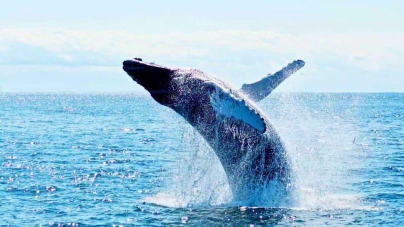 From Galle: All Inclusive Whales & Dolphin Watching Tour - FAQs