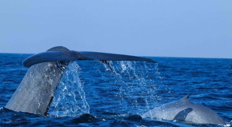 from-galle-all-inclusive-whales-dolphin-watching-tour