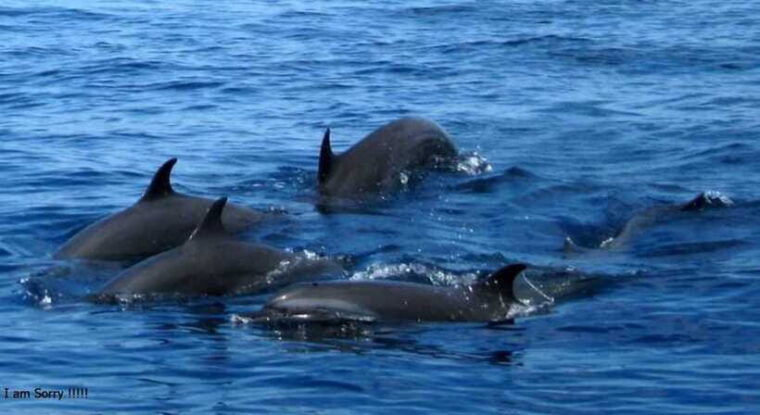 from-galle-all-inclusive-whales-dolphin-watching-tour