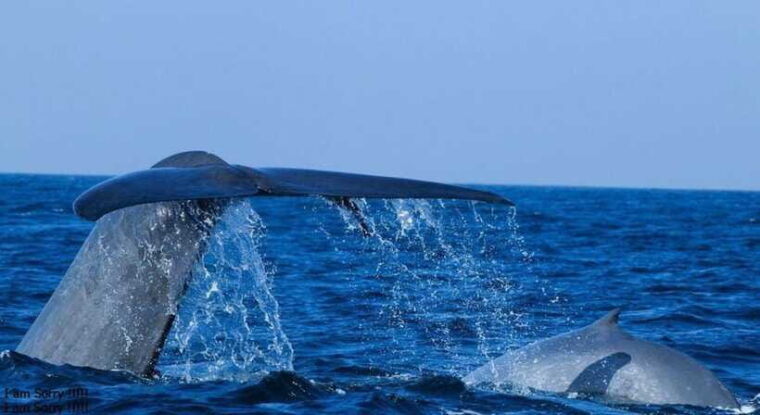 from-galle-all-inclusive-whales-dolphin-watching-tour