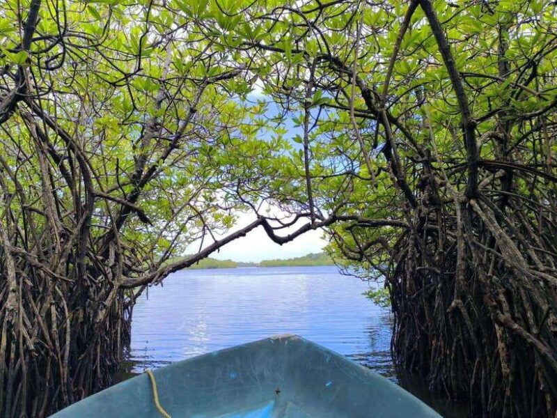 from-galle-colombomadu-river-safari-turtle-hatchery-visit