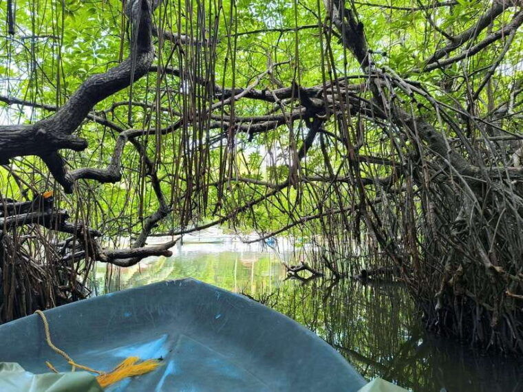 from-galle-colombomadu-river-safari-turtle-hatchery-visit