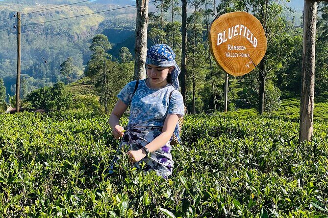 From Galle : Ella Day Trip with Train Ride & Tea Factory Visit - Why This Tour Offers Good Value