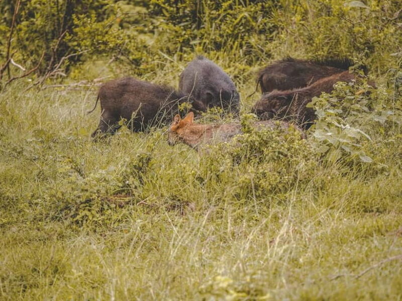 From Galle/Hikkaduwa/Bentota: Udawalawe Safari Tour. - The Main Attraction: Elephant Viewing