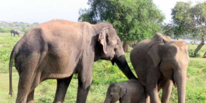 from-galle-hikkaduwa-mirissa-trip-to-udawalawe-safari-tour