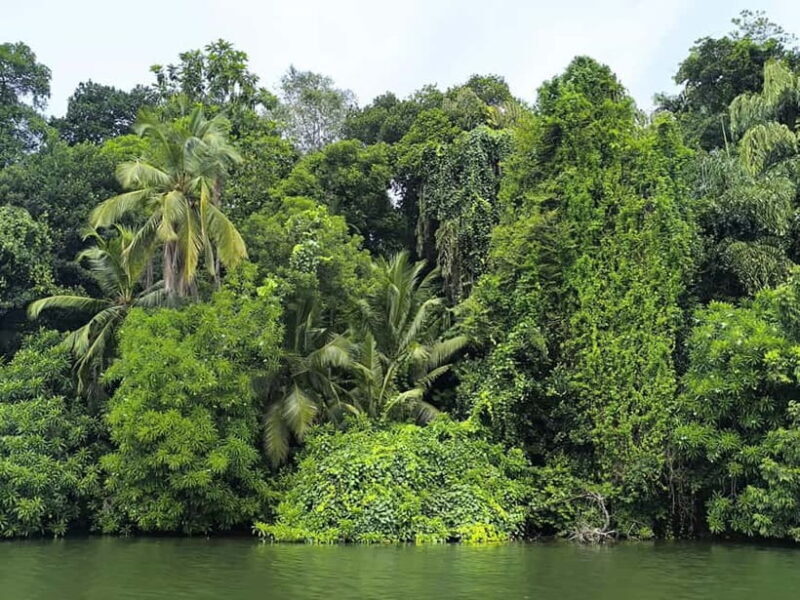 From Galle: Madu River Safari & Turtle Hatchery Visit - Final Thoughts  