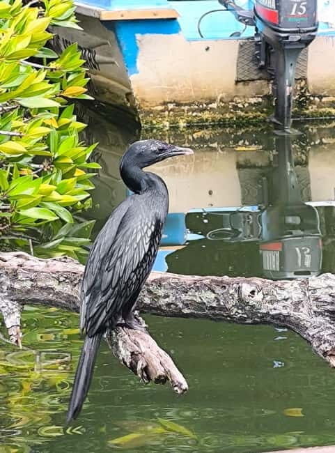 From Galle: Madu River Safari, Turtles & Galle Fort - Turtle Hatchery Visit: Conservation in Action