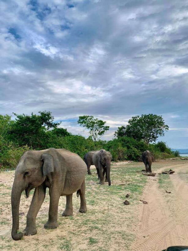 from-galle-mirissa-hikkaduwa-udawalawa-safari-tour