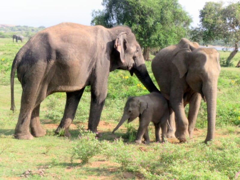 from-galle-mirissa-hikkaduwa-yala-full-day-safari-tour