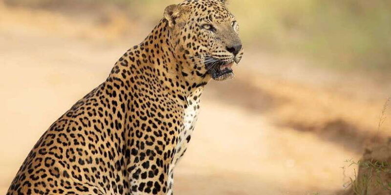 from-galle-mirissa-hikkaduwa-yala-safari-drop-off-ella