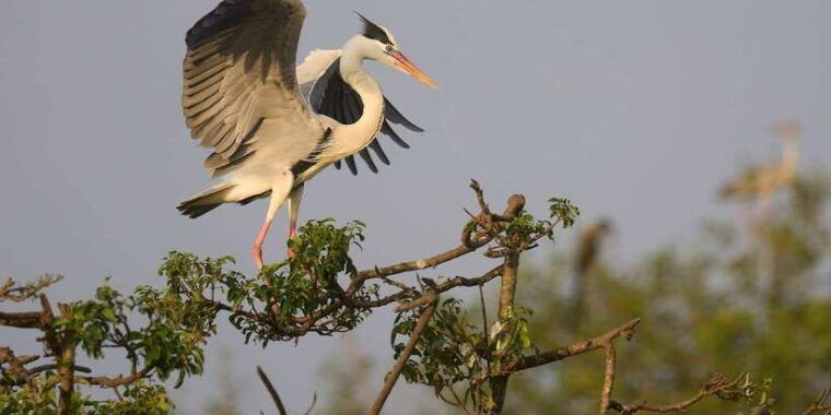 from-galle-mirissa-hikkaduwa-yala-safari-drop-off-ella