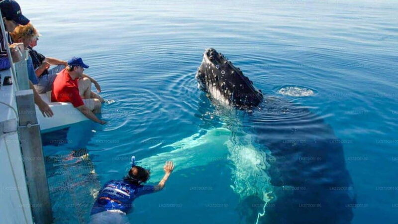 from-galle-mirissa-morning-whale-watching-tour