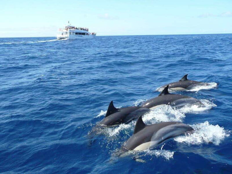 from-galle-mirissa-morning-whale-watching-tour