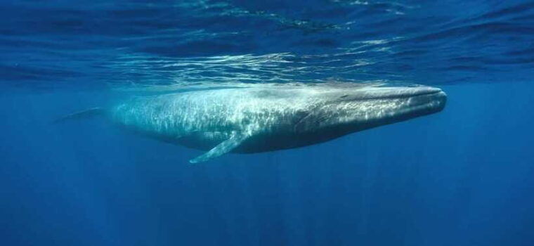 from-galle-mirissa-morning-whale-watching-tour