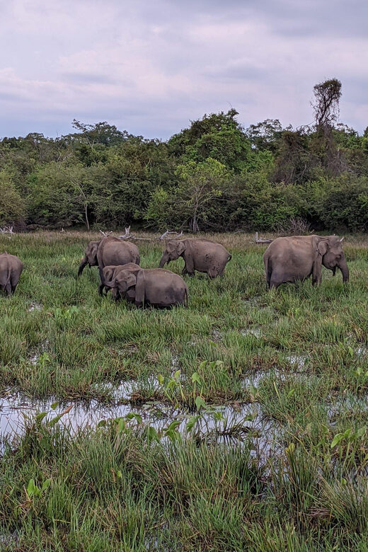From Galle/ Mirissa/ Tangalle : Udawalawa Safari & Drop Ella - Final Thoughts: Is This Tour Right for You?