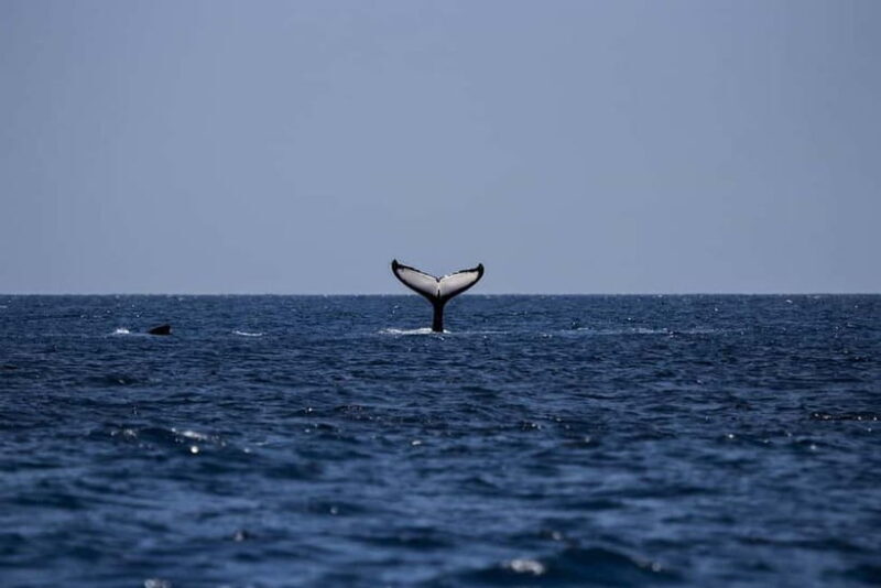 From Galle: Mirissa Whale and Dolphin Watching Boat Ride - Final Thoughts