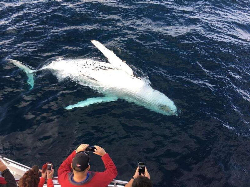 from-galle-mirissa-whale-and-dolphin-watching-boat-ride