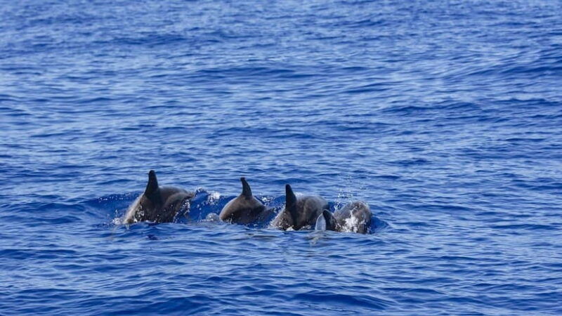 from-galle-mirissa-whale-and-dolphin-watching-boat-ride